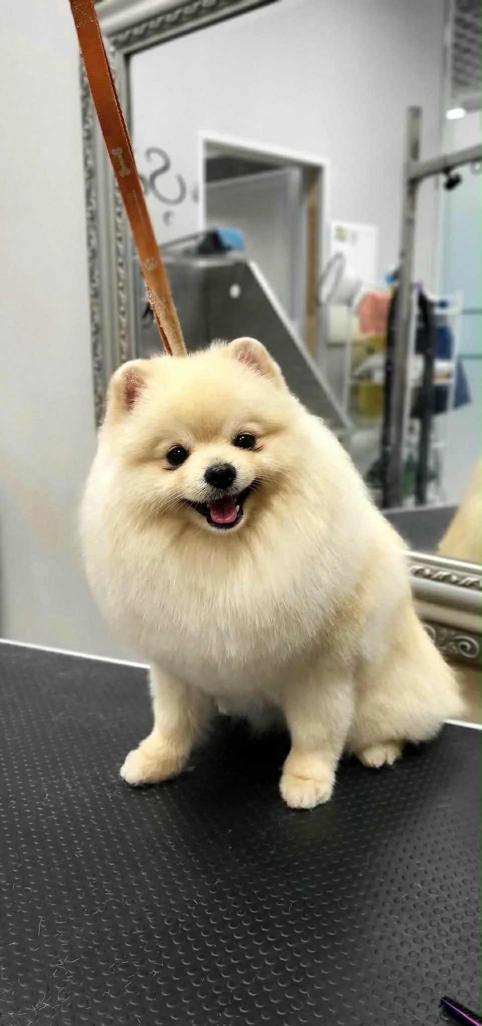 Pomeranijos špico nuotrauka po procedūros